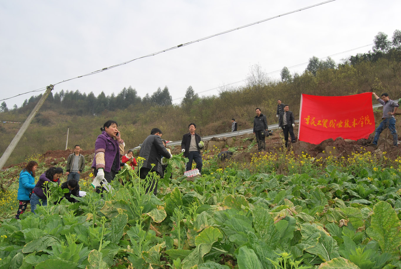 学院组织教工志愿者赴涪陵区百胜镇帮助菜农抢收青菜头