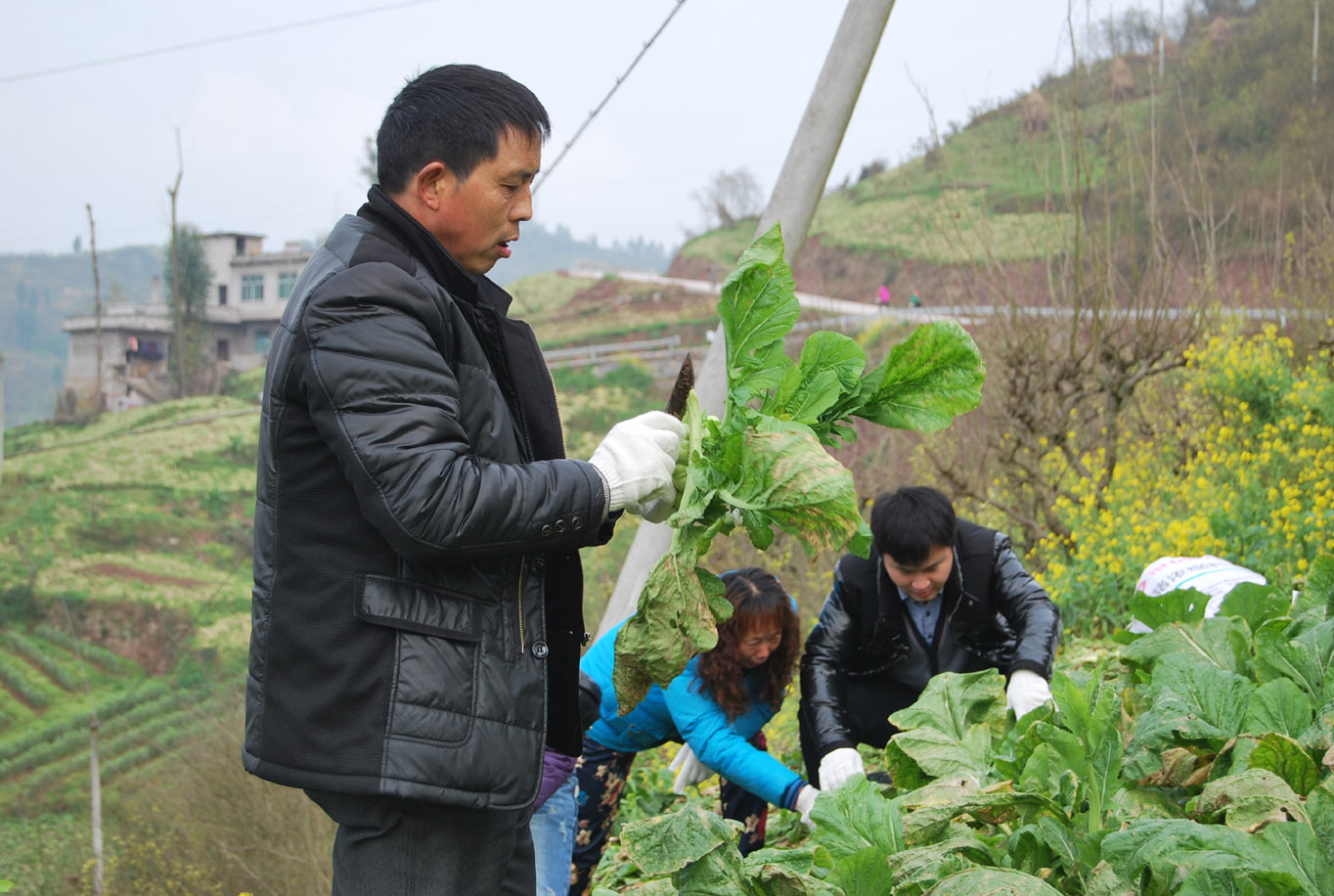 学院组织教工志愿者赴涪陵区百胜镇帮助菜农抢收青菜头