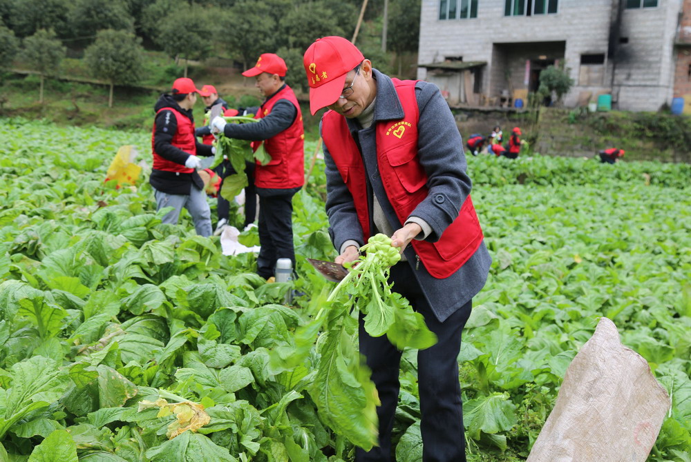 学院师生志愿者赴涪陵龙桥为贫困户抢收青菜头