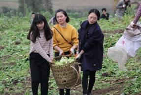 学院师生志愿者赴新妙镇助农抢收青菜头