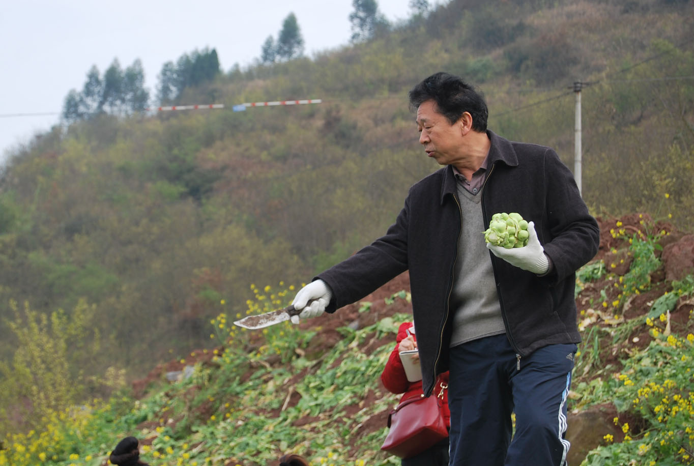 学院组织教工志愿者赴涪陵区百胜镇帮助菜农抢收青菜头